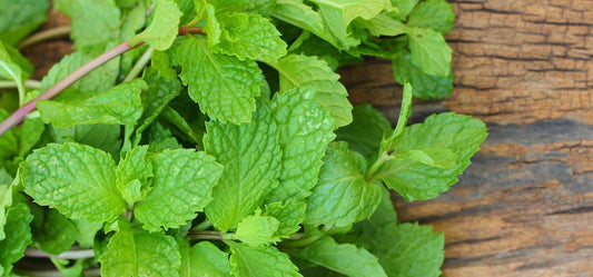 Try the beauty properties from the Mint leaves right now!