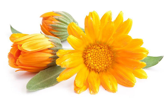 Calendula- a magical herb in the skin care world!