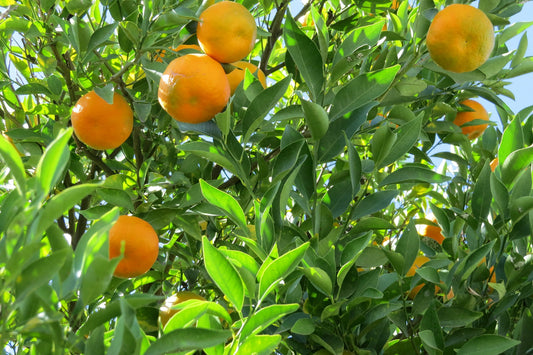 The benefits of the sweet orange oil