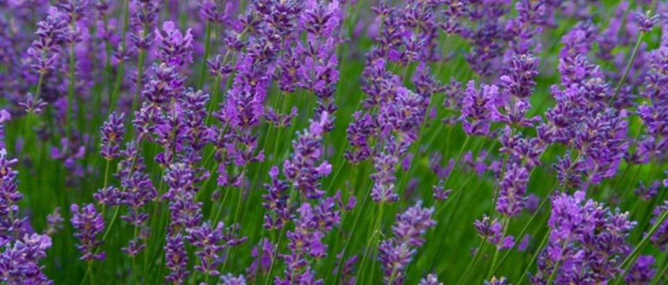 Skin care with lavender oil