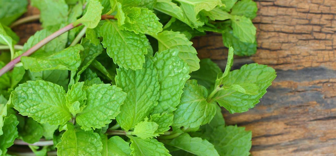 Try the beauty properties from the Mint leaves right now!