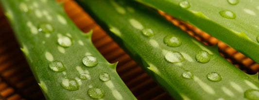 The benefits of the aloe vera for the skin