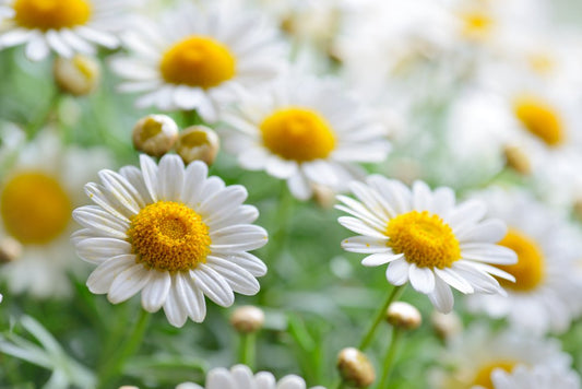 Drink these 4 teas for a perfect skin